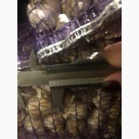 Продам посадочный чеснок Яровой Сочинский