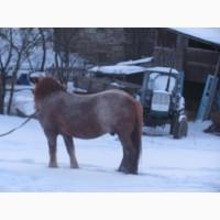 Породам жеребца тяжеловоза