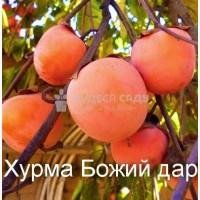 Саженцы плодовых яблоня, груша, слива, вишня, черешня, персик, абрикос и т.д