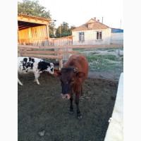 Продам Телиць