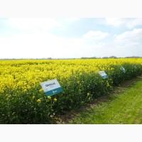 ОРІОЛУС озимий ріпак рапс насіння 2019