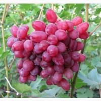 Саженцы винограда Гелиос