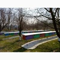Бджолопакети карпатської породи 2020р