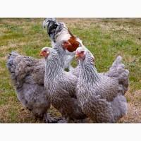 ПРОДАЕМ ИНКУБАЦИОННОЕ ЯЙЦО, яйца, Брама два окраса, куропатчатый, черный, чистокровные