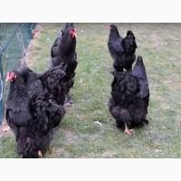 ПРОДАЕМ ИНКУБАЦИОННОЕ ЯЙЦО, яйца, Брама два окраса, куропатчатый, черный, чистокровные
