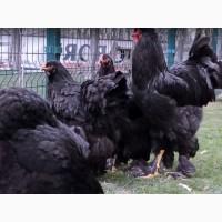 ПРОДАЕМ ИНКУБАЦИОННОЕ ЯЙЦО, яйца, Брама два окраса, куропатчатый, черный, чистокровные
