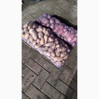 Продам картофель сорт Гранада