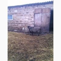 Продам-обміняю барана