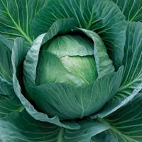 Професійне насіння капусти для тривалого зберігання