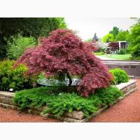 Клен пальмолистный Atropurpureum