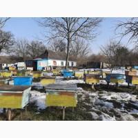 Продам пасіку з точком і хатою