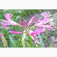 Продам нерине боудена (луковицы), «лилия-паук»