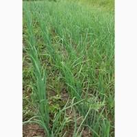 Продажа зелоного лука