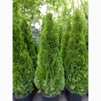 Туя западная Smaragd высота 180-200 см купить в Киеве ВДНГ, Теремки