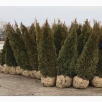 Туя западная Smaragd высота 180-200 см купить в Киеве ВДНГ, Теремки