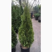 Туя западная Smaragd высота 180-200 см купить в Киеве ВДНГ, Теремки