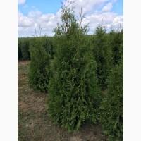 Туя западная Smaragd высота 180-200 см купить в Киеве ВДНГ, Теремки