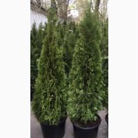 Туя западная Smaragd высота 180-200 см купить в Киеве ВДНГ, Теремки