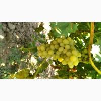 Продам виноград: Плевен, Лорано