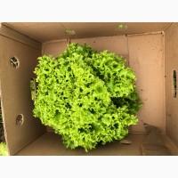 Продам салат Лолло Біондо