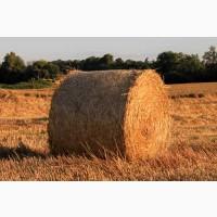 Куплю Солому