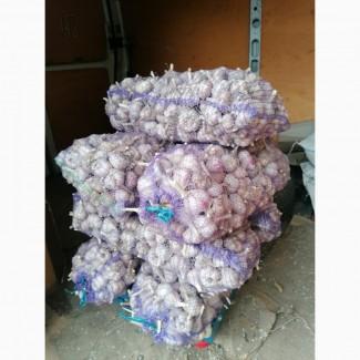 Часник Замовлення - Любаша 1 репродукція, Ірен, Харківський агро-консультації