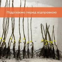 Саджанці волоського горіха, привиті, 2, сорт Чандлер Chandler