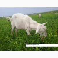 Продам зааненські кози і цапи з документами, дешево, можлива доставка