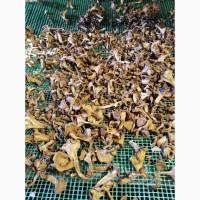 Гриби лисички сушені