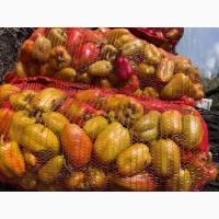 Продам перец Виктория