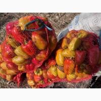 Продам перец Виктория