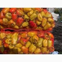 Продам перец Виктория