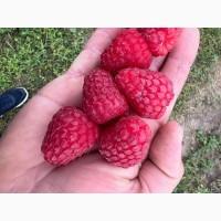 Сажанці малини