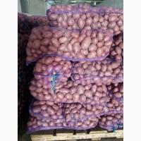 Продам товарную картошку, сорт Бела Роса