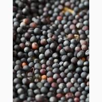 Ріпак дорого купуємо Ф1