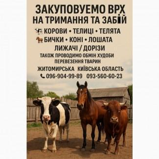 Закупiвля врх Житомирська область телиці телята бичкі коні лошата