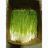 Продам зелену цибулю перо