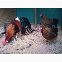 Інкубаційне яйце та курчата. Йокогама біле золото, золото. Птиця