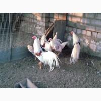 Інкубаційне яйце та курчата. Йокогама біле золото, золото. Птиця