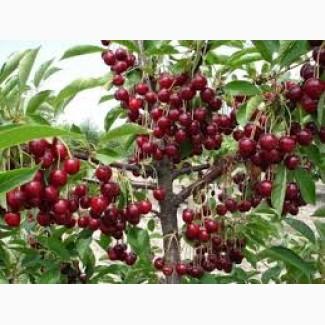 Вишня 2025 від населення | Прямі поставки від 10 тонн | Вишня на заморозку та переробку