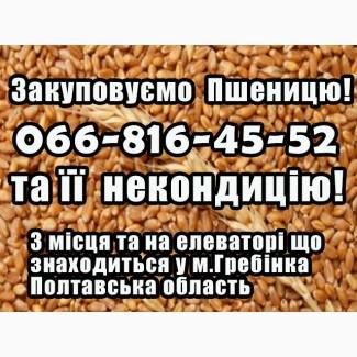 Закуповуємо пшеницю 2, 3, 4 клас якості! Ціна договірна