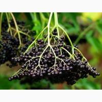 Куплю бузину свіжу та заморожену оптом від 10 тонн