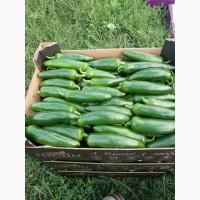 Продам перець гіркий Халапеньо