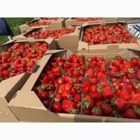 Продам саджанці полуниці