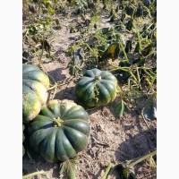 Продам товарну тикву