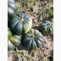 Продам товарну тикву