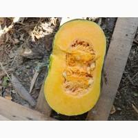 Продам товарну тикву