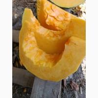 Продам товарну тикву