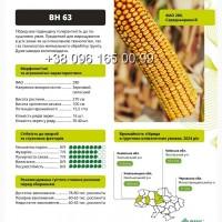 Насіння кукурудзи ВН 63 ФАО 280
