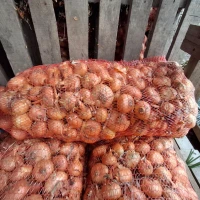 Продам цибулю Штутгартен на зелень